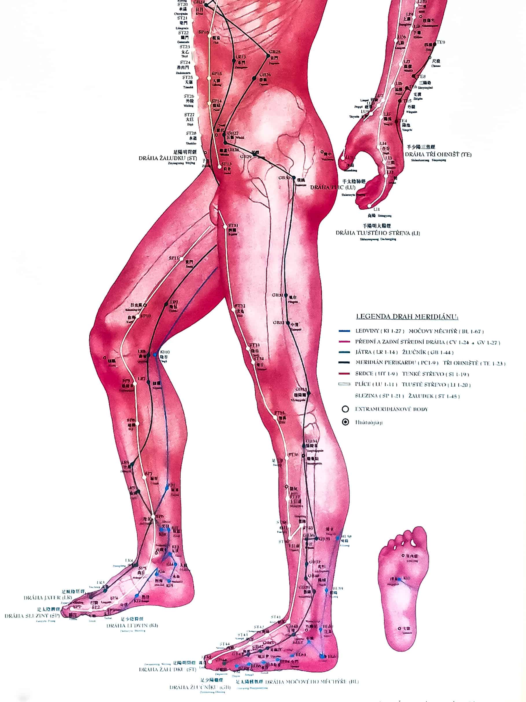 Akupunkturni body - dráhy - levá strana člověka - nohy