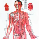 Akupunkturni body - dráhy - přední strana člověka - trup