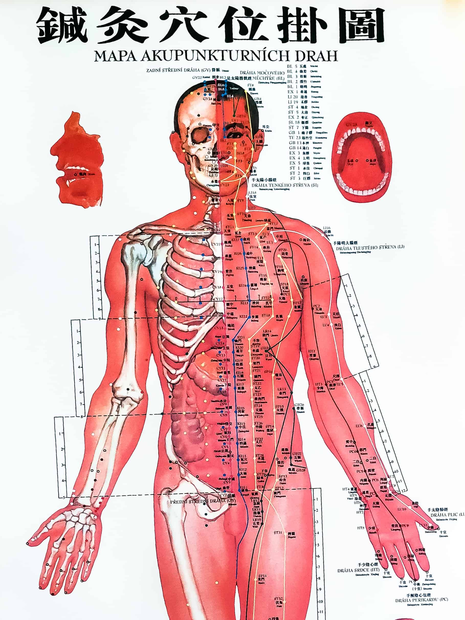 Akupunkturni body - dráhy - přední strana člověka - trup