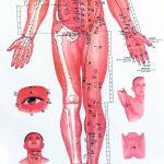 Akupunkturni body - dráhy - přední strana člověka - nohy